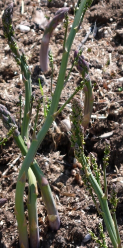 Asparagus officinalis -- Spargel